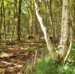 Euronetz Rete Per Cinghiali Bianca 75/1-14/B-50 M Gallagher Per Recinzioni Elettriche - immagine 4