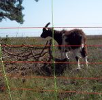 Euronetz Combo Rete Per Ovini Arancio 90/1-14/V-50 M Gallagher Per Recinzioni Elettriche - immagine 3