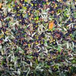 Olio Extravergine di Oliva EVO 1L – Ravece e Grappoletti, Raccolta 2024, da Azienda Agricola Biologica