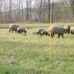 RETE ELETTRIFICABILE PER OVINI OVINET h cm. 108 lungh. mt. 50 con 14 paletti punta singola