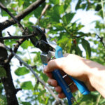 Forbice Manuale doppio Taglio S2 - immagine 2