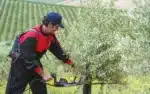 Tagliasiepi Elettrico  Raptor - immagine 8