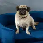 Cuccia per Cani da Interni, Divano per Gatti o Cani di Taglia Piccola Max. 10kg, Blu - immagine 10