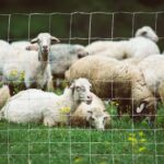 Rotolo di Rete per Recinzione Metallica Zincata da 26,1m, Altezza 1,2m, Argento - immagine 2