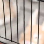 Gabbia per Conigli e Piccoli Animali, 22 Pannelli Modulabili in Metallo con Porta, Nero, 105 x 70 x 45cm - immagine 7