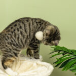 Albero Tiragraffi per Gatti max 5kg con Amaca, Palline da Gioco e Pali in Sisal, 53,5x53,5x90 cm, Beige - immagine 9