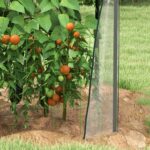 Mini Serra da Giardino con 2 Porte Avvolgibili e Copertura in PE 90x90x145cm, Trasparente - immagine 9