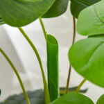 Monstera Pianta Artificiale per Interno ed Esterno, Pianta Finta Realistica con 20 Foglie, 120cm - immagine 7