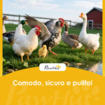 Pollaio Prefabbricato in Legno con Area Aperta, Casetta e Nido, 161,5x62,5x115cm, Grigio - immagine 9