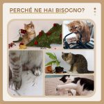 Albero Tiragraffi per Gatti con Lettino e Pallina in Peluche e Palo in Sisal 55x55x83cm Beige - immagine 6