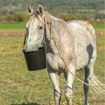 Secchio d'alimentazione per cavalli, 12 l - immagine 7